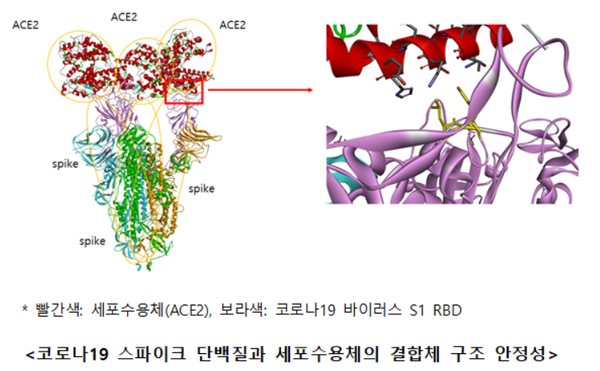 Red: Cell receptors (ACE2), Purple: Covid-19 S1 RBDStability of the conjugate of Covid-19 spike protein and cell receptors