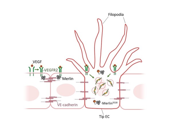 The picture shows the mechanism of action of Merlin's angiogenesis suppression discovered by IBS researchers.