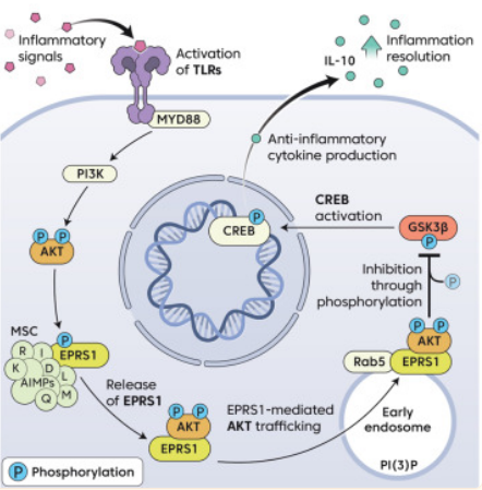 The proposed model of EPRS1-mediated early endosome-specific AKT anti-inflammatory signaling activation that helps to maintain physiological homeostasis during inflammation by the researchers.