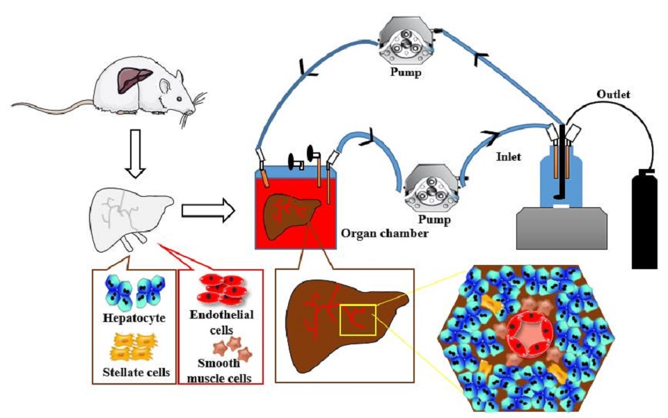 The schematic diagram shows the technology for making an artificial liver developed by the Seoul National University research team led by Professor Kang Kyung-sun. (SNU)