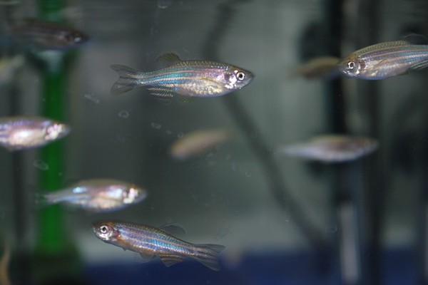 KIST Europe researchers have found a method to analyze toxicity in EDCs using artificial zebrafish, replacing real animals in this photo. (KIST)