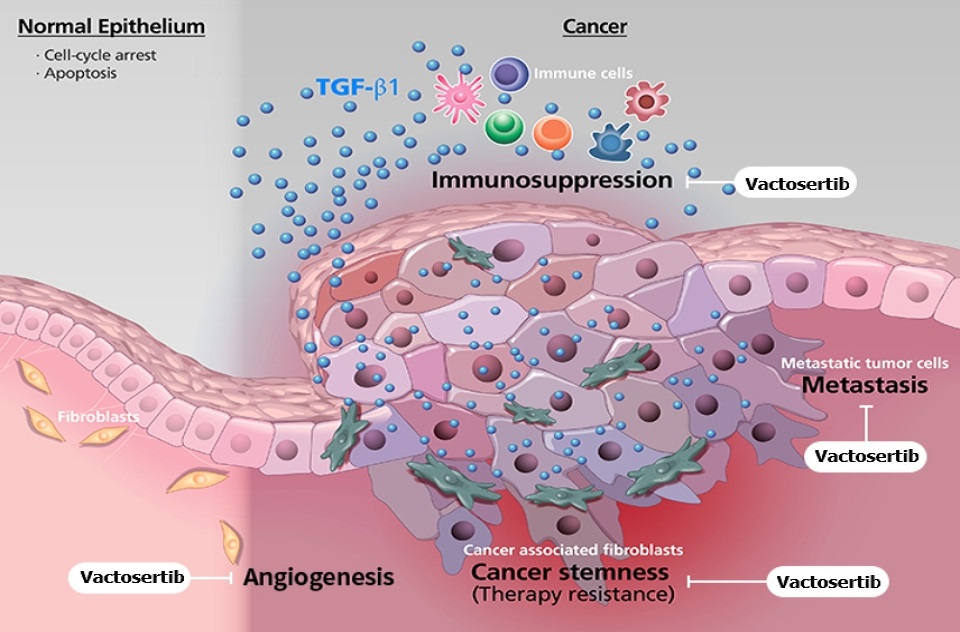 The image shows how MedPacto’s immunotherapy, Vactosertib, functions in treating cancer. (MedPacto)