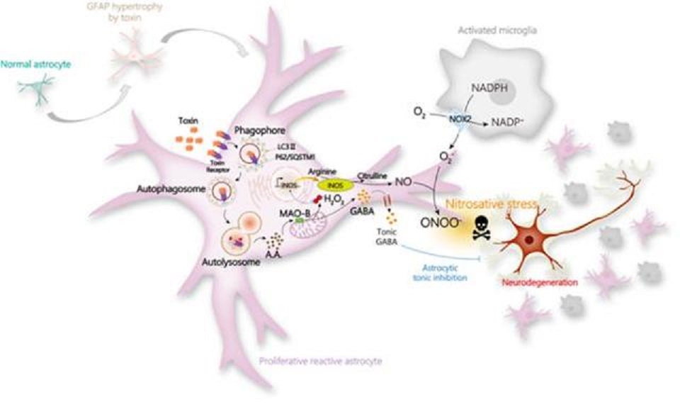 The image shows the mechanism of neuronal cell death caused by severe reactive astrocytes, leading to Alzheimer’s disease. (IBS)
