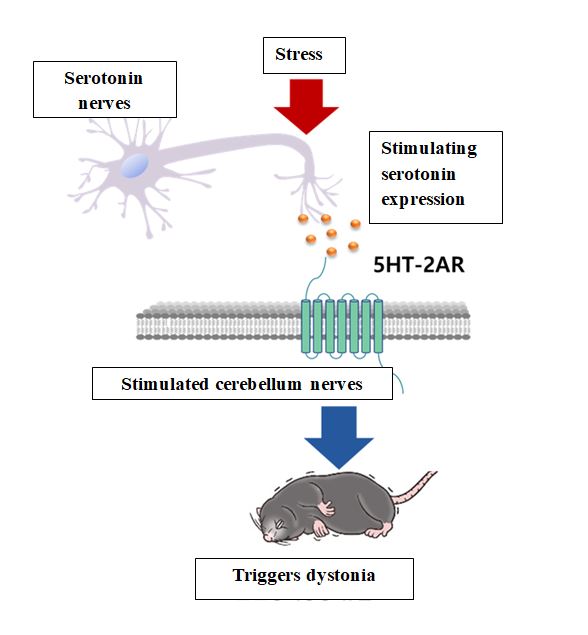 The illustration shows how dystonia is caused by serotonin. (KAIST)
