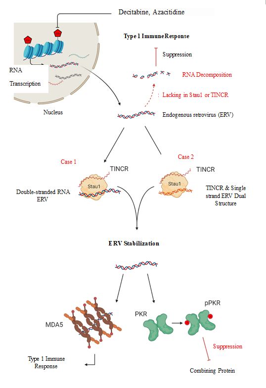 Kaist Goes One Step Closer To Customized Cancer Treatment Hospital 기사본문 Kbr