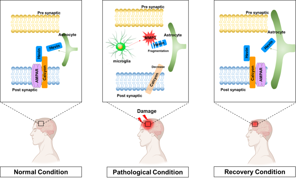 The illustration shows the mechanism of the inflammation enzyme of Hevin-Calcyon binding.