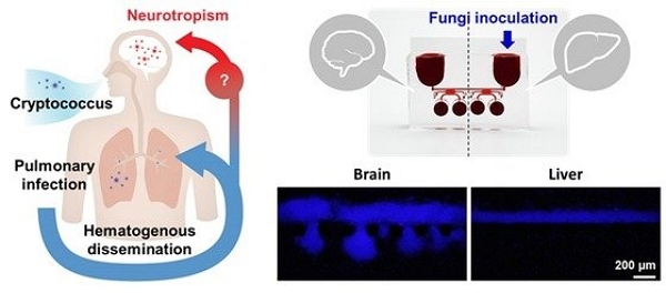A Yonsei University research team has developed an organ-on-a-chip modeled after the blood-brain barrier blocking pathogens and selectively transmitting substances.