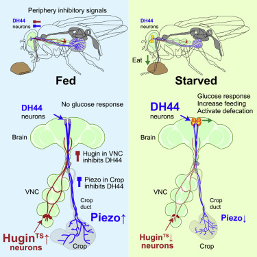 Schematic diagram of two inhibitory signals of DH44 neurons in drosophila (Credit: KAIST)