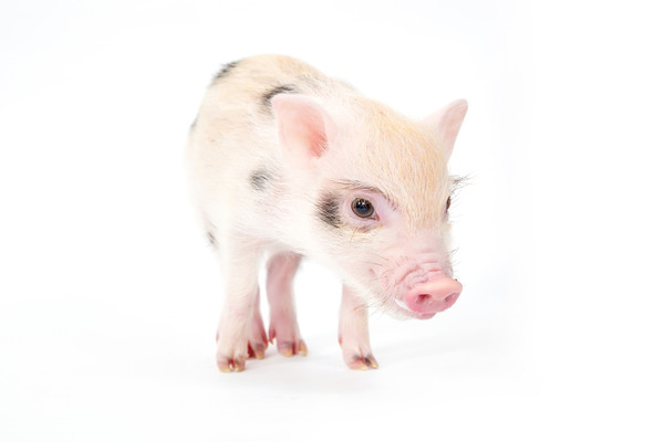 GenNBio resubmitted an investigational new drug (IND) application for the phase 1 trial of the xenotransplantation of pigs’ Langerhans islets to diabetes patients to the Ministry of Food and Drug Safety on Tuesday.