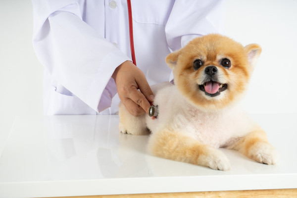 Korean pharmaceutical companies are accelerating their advance into the local veterinary drug market as the Covid-19 pandemic has highlighted the unmet need amid the sharp increase in pet owners.