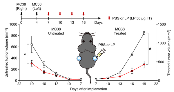 The graphic shows the induced systemic anticancer immune responses in the colorectal cancer mouse model, where tumor growth was inhibited by 65.9 percent when administered with L-pampo (right) but only by 52.5 percent when not administered.