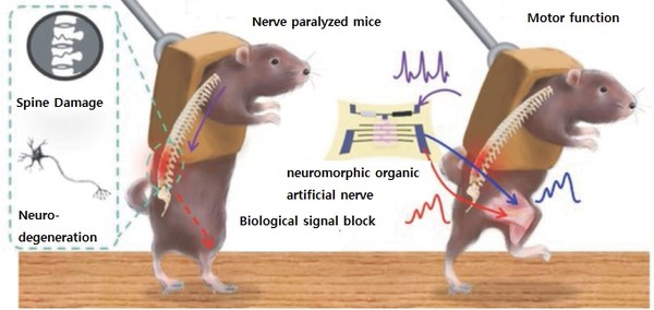 Illustration explaining the attachment of a neuromorphic organic artificial nerve to the leg of a rat paralyzed by a spinal cord injury