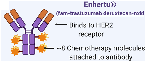 The mimetic diagram of Enhertu Inj. 100 mg (trastuzumab deruxtecan) shows how it works.