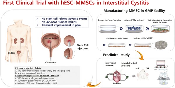 The diagram describes the clinical trials of human embryonic stem cell (hESC)-derived multipotent mesenchymal stem cells (MMSCs) for patients with interstitial cystitis (IC).