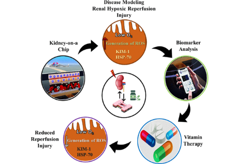 The diagram shows the disease modelling of renal hypoxic reperfusion (RHR)  injury co-developed by the SNUBH Professor Kim Se-joong and BioSpero CEO Choi Kyung-hyun.