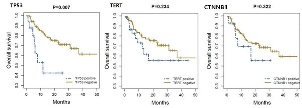 The graphs show that HCC patients with TP53 mutations showed a worse survival rate than those who did not (P=0.007)  but TERT and CTNNB1 mutations did not significantly affect patient survival.