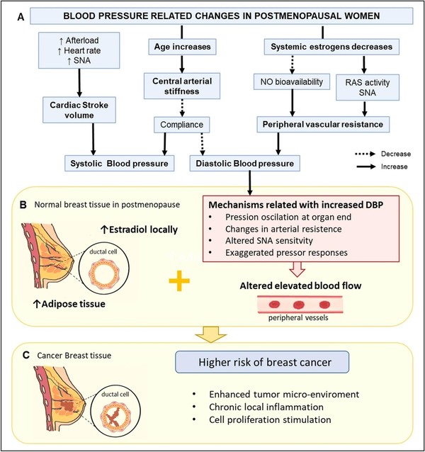 An estimated mechanism of elevated diastolic blood pressure in menopausal women influencing the increased risk of breast cancer(Credit: Scientific Reports)
