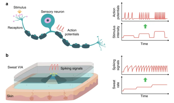 The picture shows the comparison of  (A) biological sensory neuron that generates spike patterns upon receiving external stimuli through receptors and (B) a sweat sensor that generates spike patterns upon exposure to perspiration with the spike frequency proportional to the sweat rate, which enables event-driven, energy-efficient perspiration monitoring.
