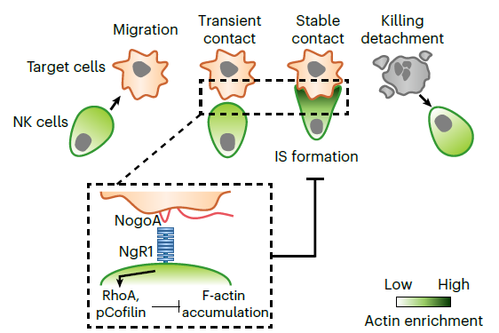 The diagram shows the mechanism of action of the NgR1 protein in suppressing the natural killer (NK) cells. (Credit: Nature)