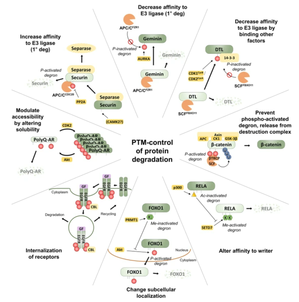 The diagram shows various molecular mechanisms for PTMs changing a protein’s proteolytic stability. (Credit: Nature Communications)