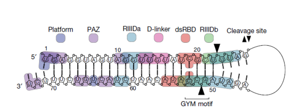 The diagram shows protein–RNA interactions in the dicing state at the domain level. (Source: Nature)