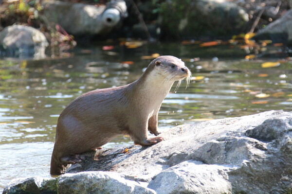 An otter living in the Han River basin. (Credit: Macrogen)
