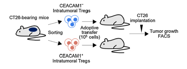 The diagram shows in vivo adoptive transfer of CEACAM1+ and CEACAM1-  intratumoral regulatory T-cells. (Source: Clinical Cancer Research Journal)