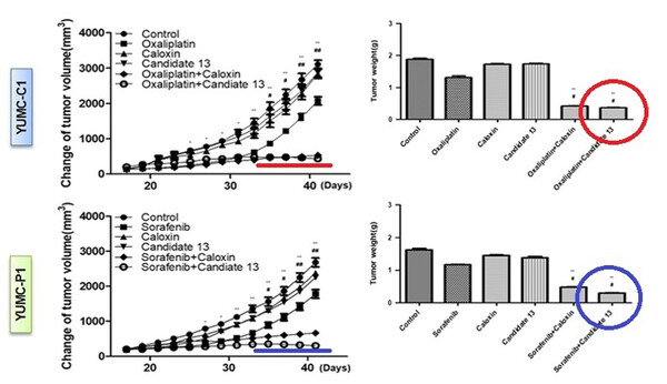 Co-administration of candidate 13 and oxaliplatin (red) and sorafenib (blue) resulted in a marked reduction of tumor volume, compared to other anticancer drugs without candidate 13. (Credit: Severance Hospital) 