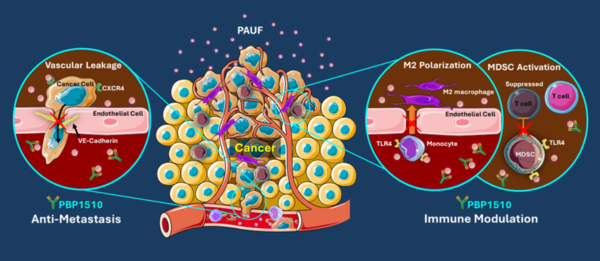 The diagram shows the mechanism of action of Prestige Biopharma's PBP1510 pancreatic cancer antibody drug candidate. (Credit: Prestige Biopharma)