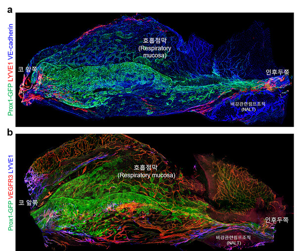 The images show the detailed 3D mapping of the nasal cavity developed by researchers at IBS. (Credit: IBS)