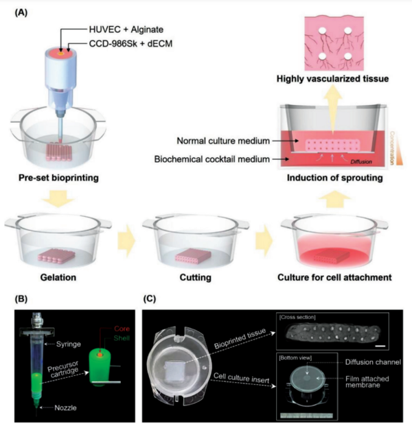  The diagram shows (A) the schematic illustration of the multi-scale vascularization strategy used in this study and (B) the experimental setup for pre-set extrusion bioprinting and (C) the bio-printed tissue fabricated with this technique developed by T&r Biofab researchers.  (Source: International Journal of Bioprinting)