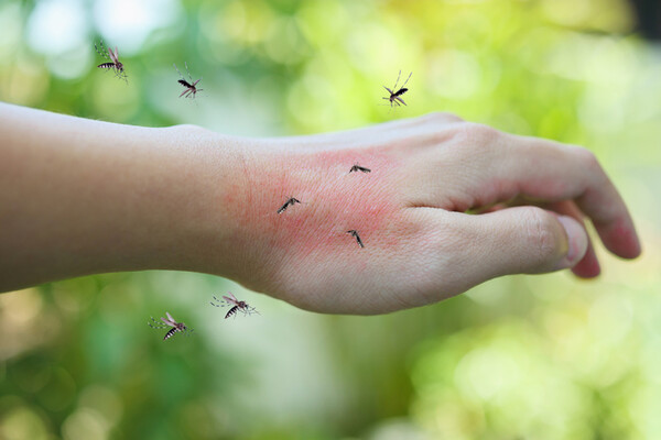 Malaria cases are again increasing in Korea. (credit: Getty Images)
