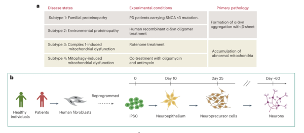 The diagram shows the cellular subtypes and the hiPSC-derived neuronal differentiation strategy investigated in the study to develop personalized treatments for Parkison’s disease patients using the AI platform. (Source: Nature Machine Intelligence)