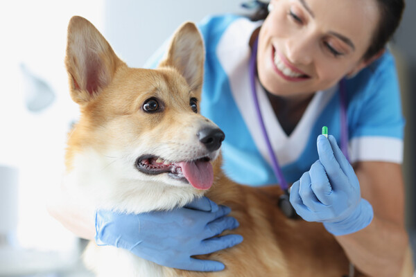 Despite the pet pharmaceutical market’s expected growth, Korean pharmaceutical companies are having a hard time penetrating the market. (Credit: Getty Images)