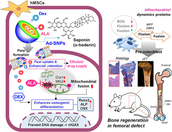Saponin nanoparticle can provide efficient supply of dexamethasone and alpha-lipoic acid in mesenchymal stem cells via pore-forming effect. It promotes in vivo osteogenic differentiation and bone regeneration. (credit: Biomaterials)