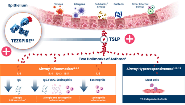 Severe asthma treatment Tezspire’s action mechanism (Source: AstraZeneca Korea)