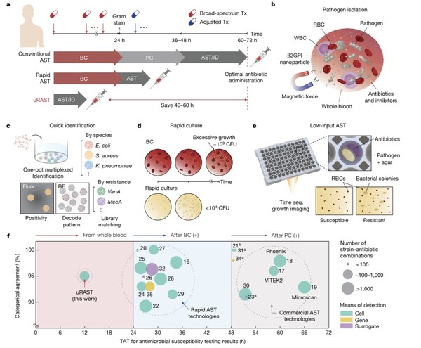 The diagram compares conventional AST, rapid AST, and QuantaMatrix's uRAST, which integrates methods to isolate pathogens directly from whole blood and complete optimal antimicrobial preｓｃｒｉｐｔions within 13 hours, improving diagnostic efficiency and reducing time to treatment by approximately 48 hours. (Source: Nature)