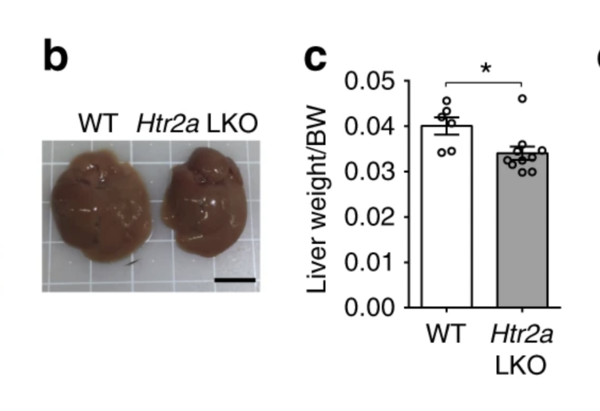 Livers of 12-week-old wild-type (WT) and HTR2A knockout (LKO) mice after 8 weeks on a standard or high-fat diet (b), along with the weight differences of their livers (c). (Source: Nature)