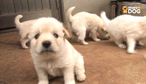 Watching puppy videos lowers blood pressure, stress in office workers: Korean study